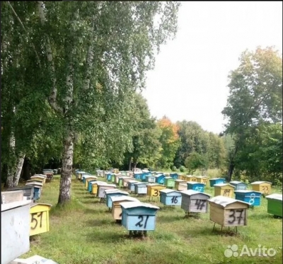 Продам: Продаю пчелосемьи среднерусской породы