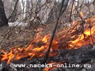 В Омской области из-за поджога травы сгорела пасека