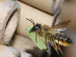 Городские пчелы используют полиуретановый герметик