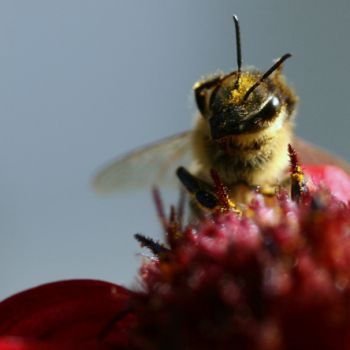 "Опьянение" у пчёл от пестицидов