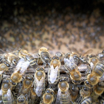 Башкирское пчеловодство погибает из-за политической игры?