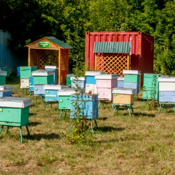 В Казахстане разводят среднерусских пчёл