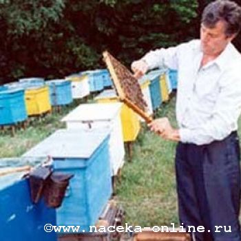 Пчелы, Ющенко и Наполеон