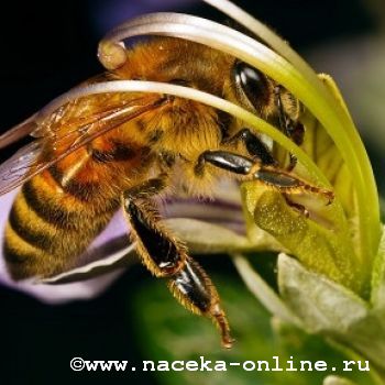 Хорватские пчёлы-сапёры