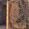 Местная пчела 7 рамок расплода