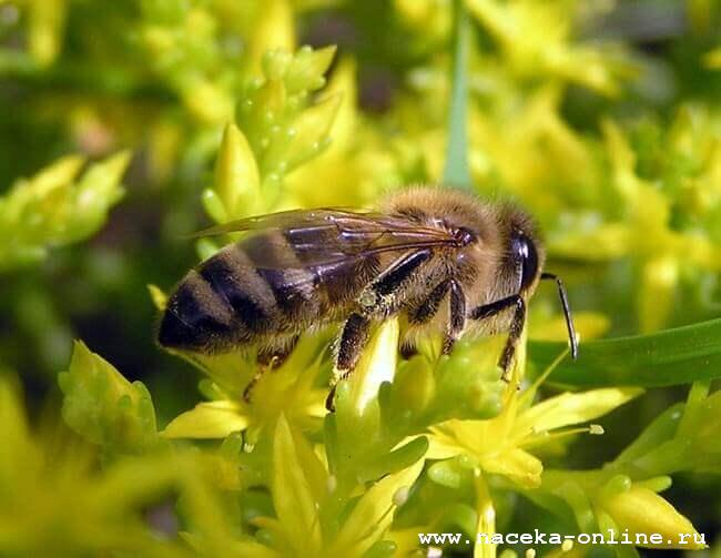 Почему у среднерусских пчел особый нрав?