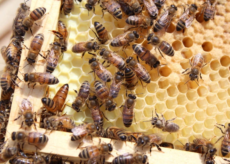 Продам: Пчелосемьи