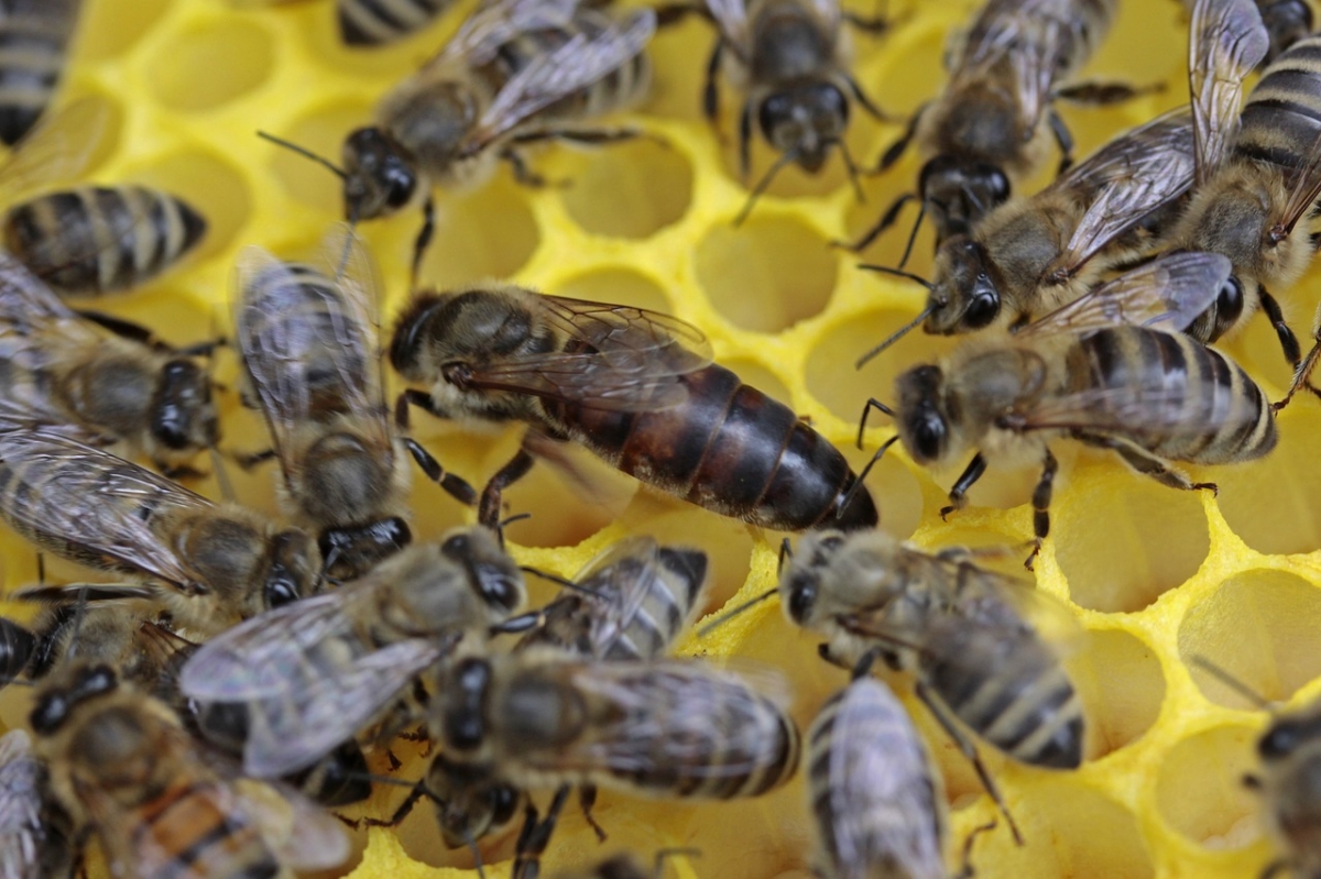 Генетические особенности пчел