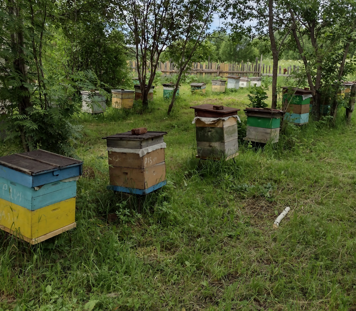 Алтайская популяция среднерусских пчёл