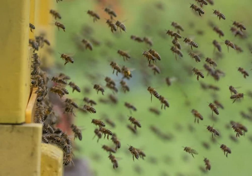 Опасность гербицидов для пчёл