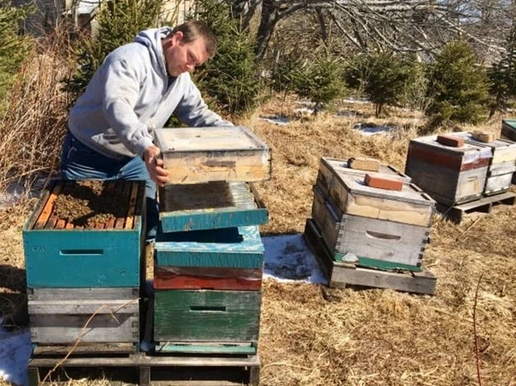 Канадское пчеловодство в 2022 году. Сезон начался с рекордно высокой гибели пчел