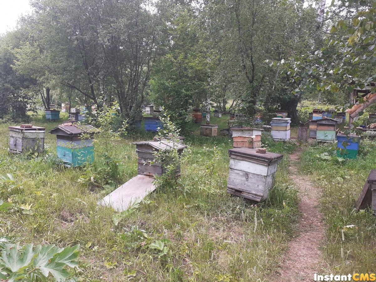 Методы ускоренного размножения пчёлосемей:сборные отводки