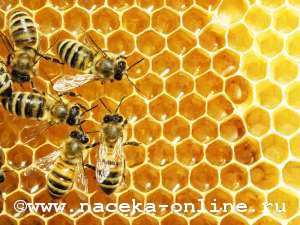 Пчелиные бактерии: реальная альтернатива антибиотикам