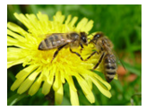 Применение препарата «ФИТОП-ФЛОРА-С» (для пчел) из расчета на пасеку в 25 семей
