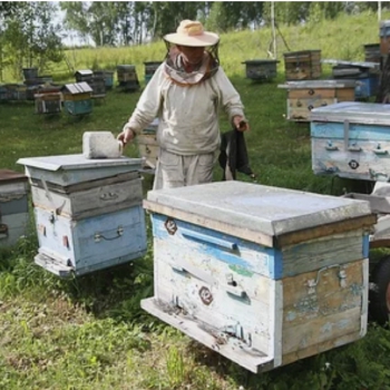 Паспорта и инструкции: насколько сложно легализоваться кировскому пчеловоду