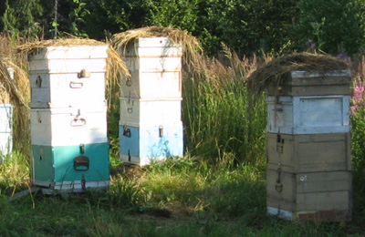 Разведение пчел при нерегулярном посещении пасеки