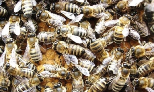 История селекции карпатских пчёл
