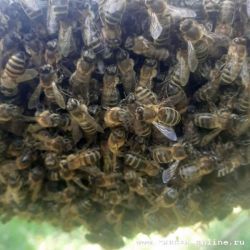 пчёлы в рою