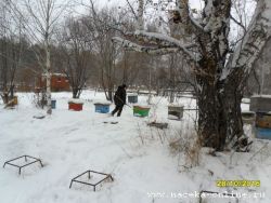 постановка пчёл в зимовник