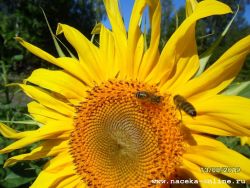 Пчёлы на подсолнухе