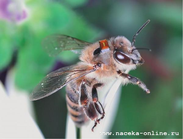 Изображение:631 - Чипирование пчёл. Эффект Манделы?