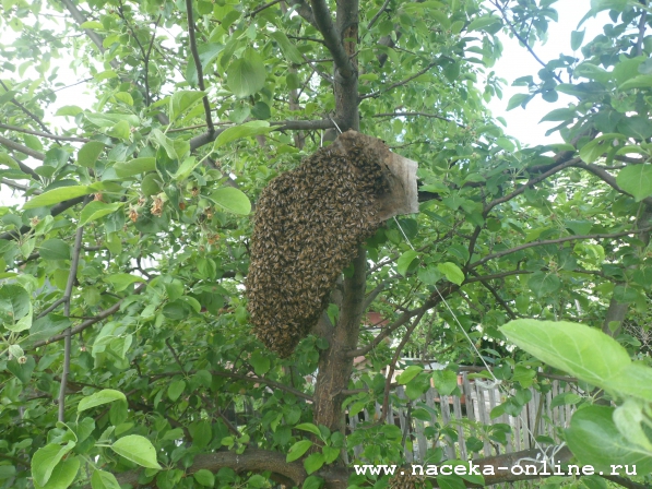 Изображение:608 - Естественное размножение пчелиных семей.