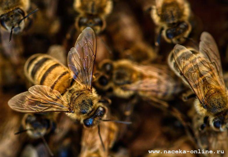 Башкирские пчеловоды жалуются на массовую гибель пчел
