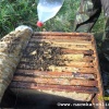 Обработал пчёл бипином от варроатоза