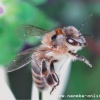Чипирование пчёл. Эффект Манделы?