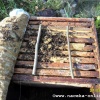 Обработал пчёл бипином от варроатоза