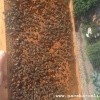Летнее пчеловодство