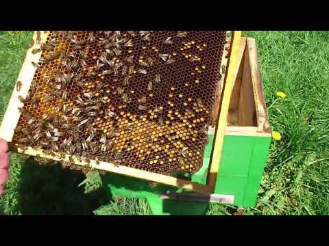 Своя пасека - Пчеловодство без потерь