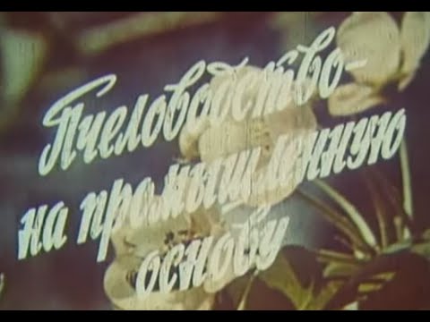 Пчеловодство на промышленную основу  Центрнаучфильм 1975 год