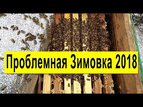 Проблемная зимовка пчёл 2017 - 2018 года в Пчеловодстве