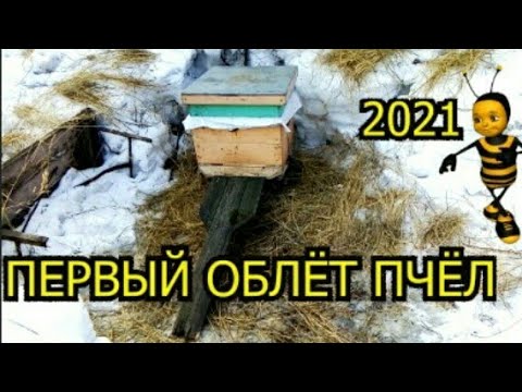 Первый Облет Пчёл 2021 !!!