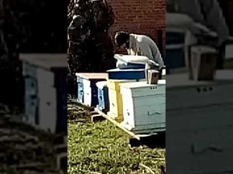 Начинающий пчеловод
