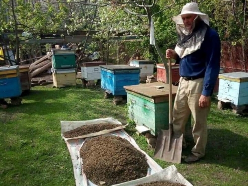 В России снова массово гибнут пчелы Основная причина — отравление пестицидами