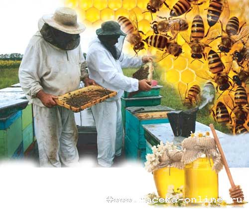 Пчеловодческие кооперативы –  наш ответ вызовам времени